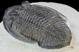 Bargain, Zlichovaspis Trilobite - Atchana, Morocco #72888-3
